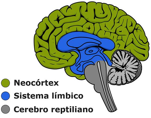 Remodelación Cerebral